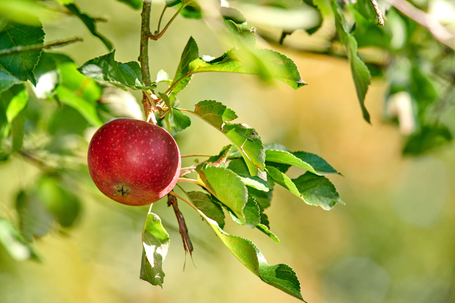 Apfel